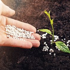 Najd Environmental Agricultural Products(NEAP)